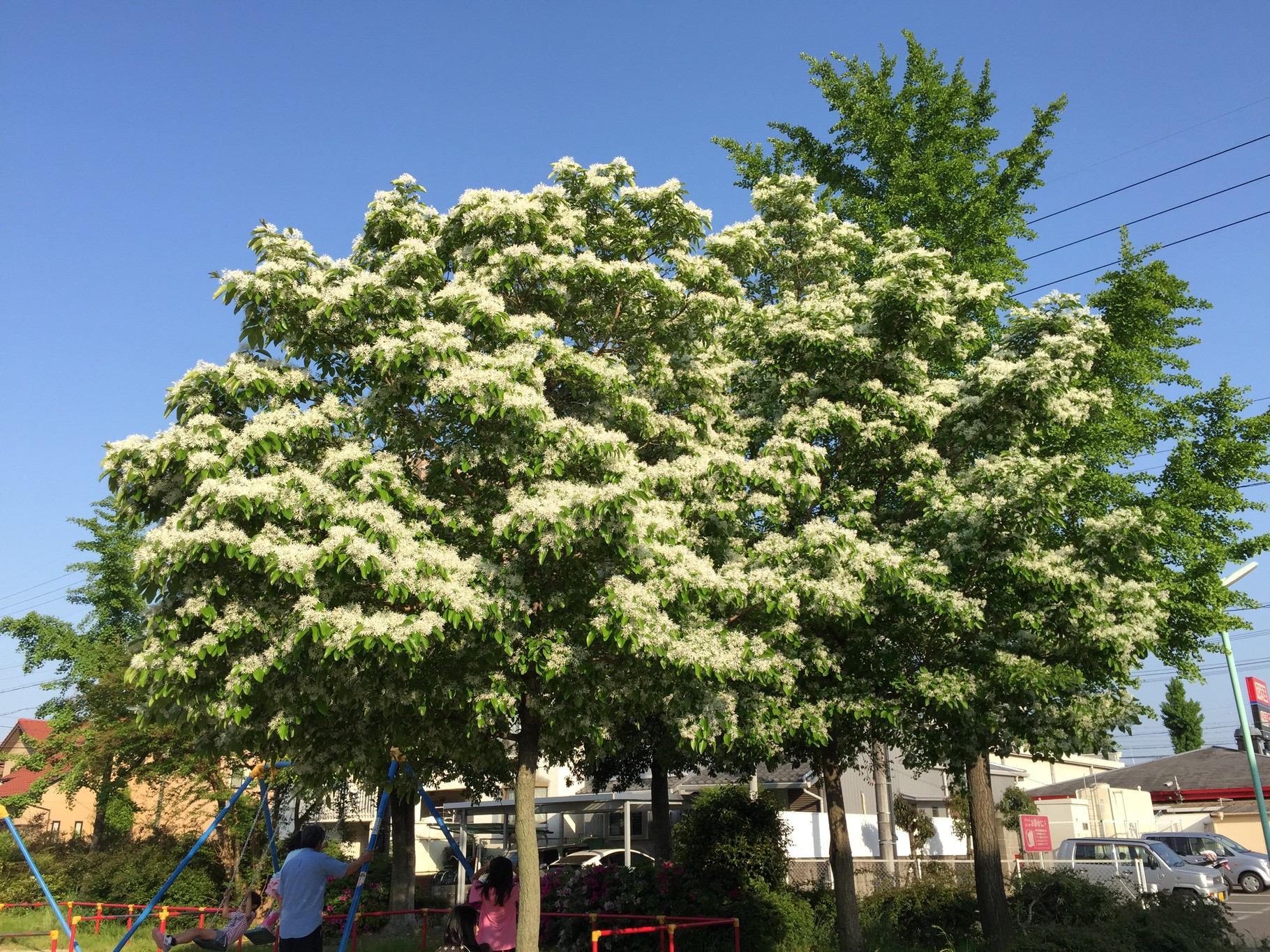 白い花 5 月 花 Homu Interia 白い花 5 月 花 Homu Interia