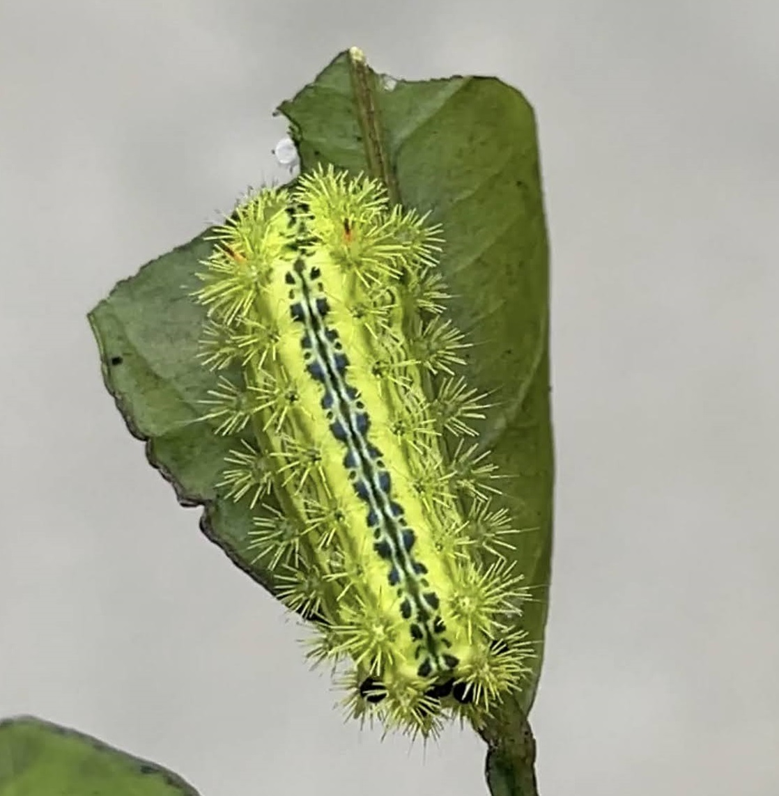 【イラガに刺された】痛っ！！刺されたのでこの薬で退治しました。薬はこんな感じでかけましょう。　2022-10-14