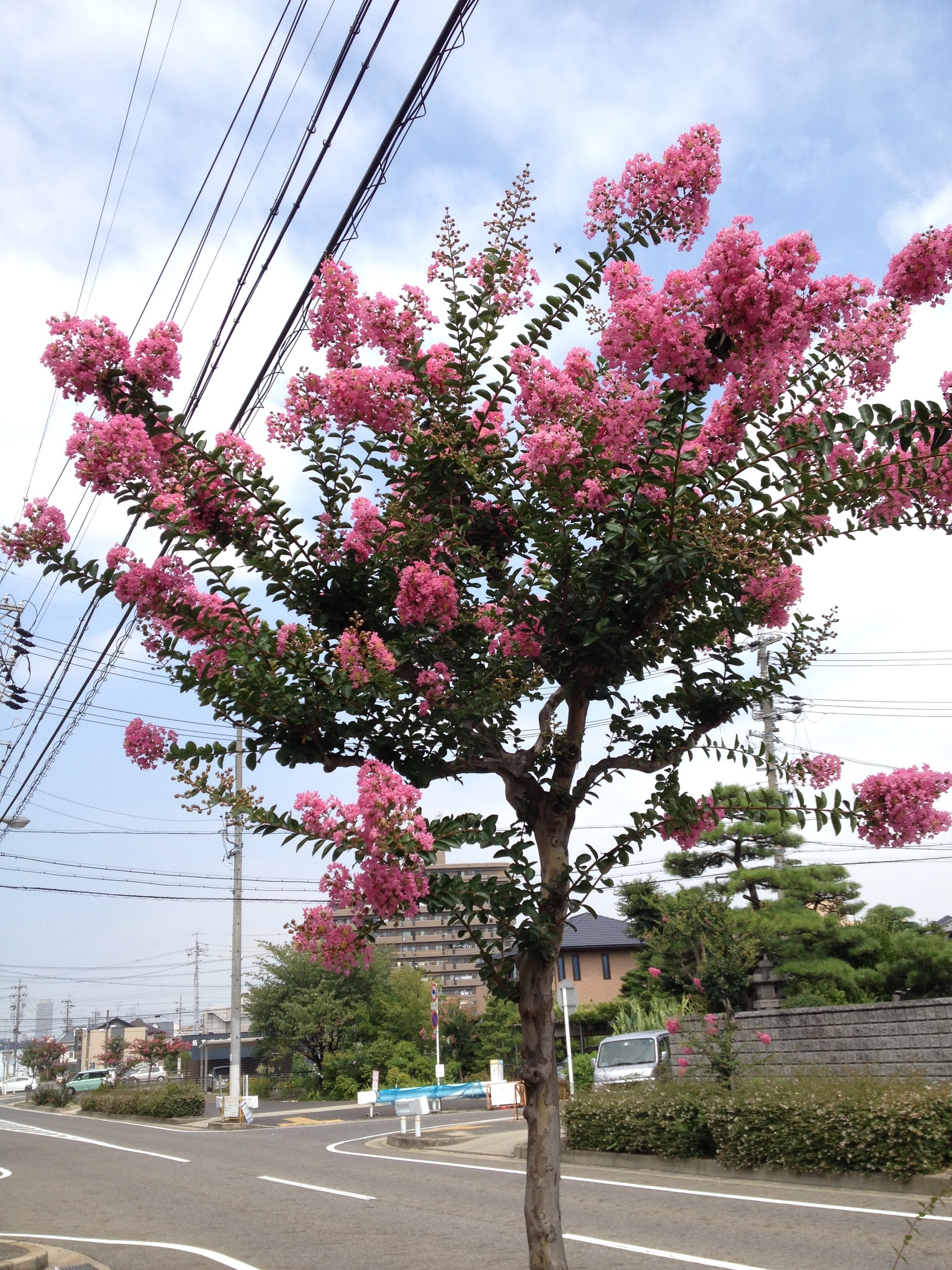 サルスベリ Lagerstroemia Indica 洋風イングリッシュガーデン お庭リフォームは柴垣グリーンテック