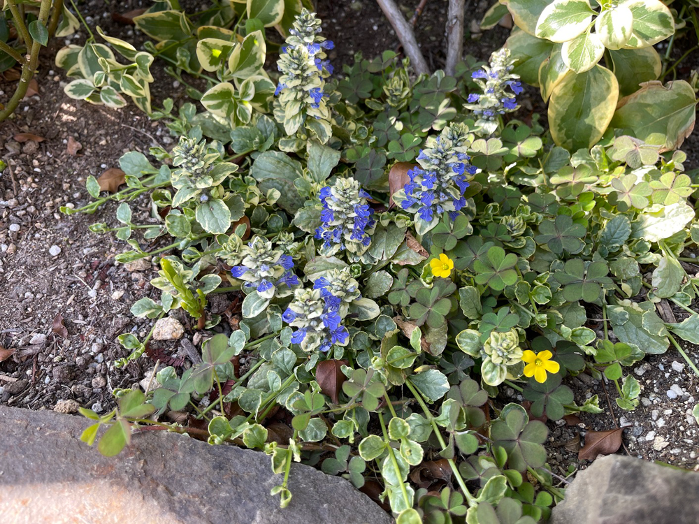 アジュガ】紫色の花が咲き始めました！魅力はカラーリーフ