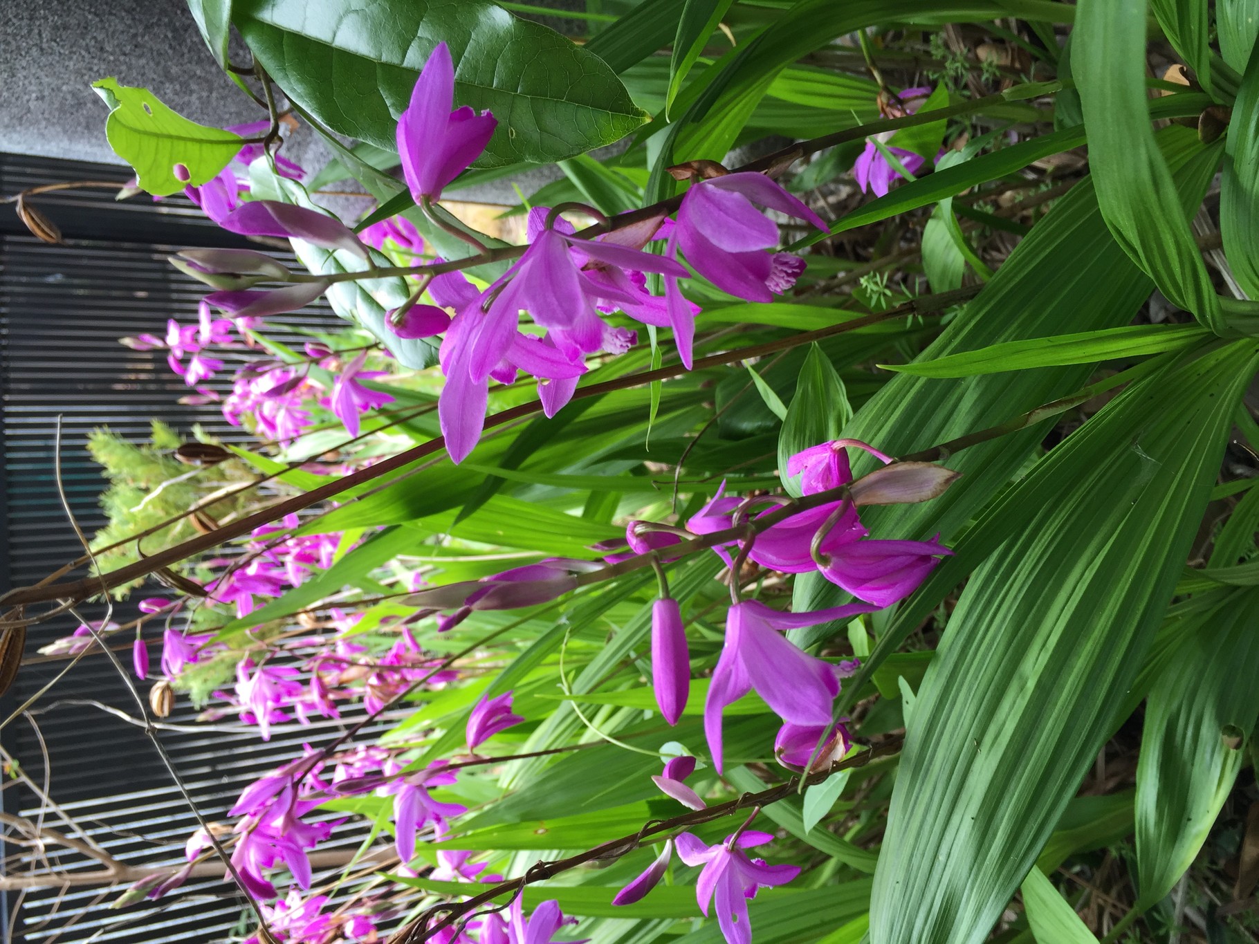 シラン Bletilla Striata 名古屋の洋風外構 イングリッシュガーデンは柴垣グリーンテック株式会社
