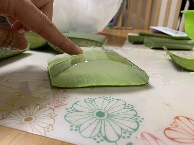 アロエベラを食す ガーデンドクター柴ちゃんアロエのはちみつ漬けを作る 2019 5 2 洋風イングリッシュガーデン お庭リフォームは柴垣グリーンテック