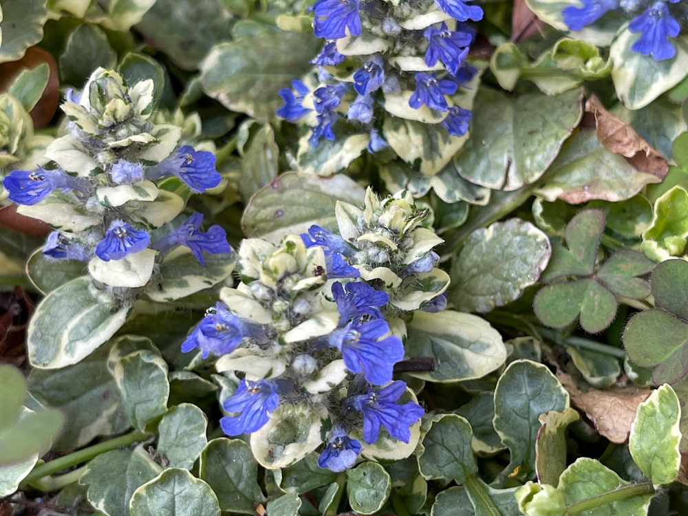 アジュガ 中型鉢植え 紫色の花一鉢分抜き苗。もうすぐたくさん花が咲きますよ❣ アジュガ 中型鉢植え 紫色の花一鉢分抜き苗。もうすぐたくさん花