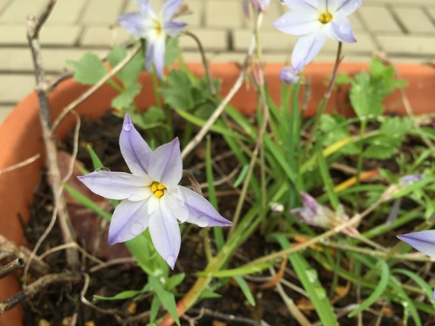 ニラとヒガンバナの関係 花が咲いて強くて食べられる ニラは最高の下草植物かもしれない 15 9 21 洋風イングリッシュガーデン お庭リフォームは柴垣グリーンテック