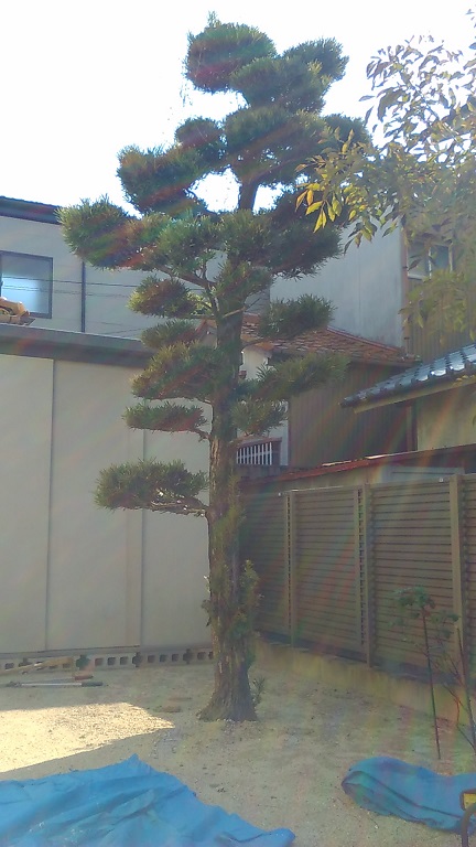 殿様から譲り受けた家宝のまきの木 - 風に吹かれて