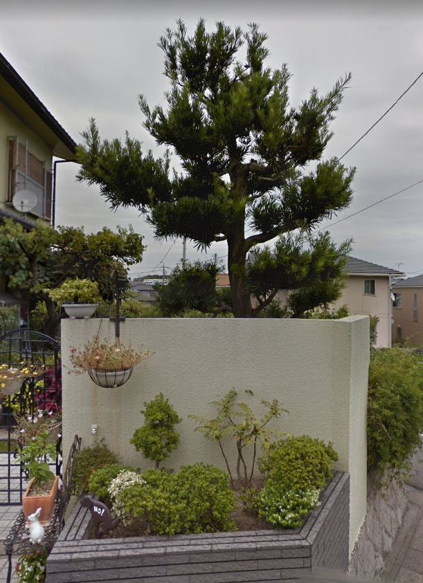 まきの木？高さ3m