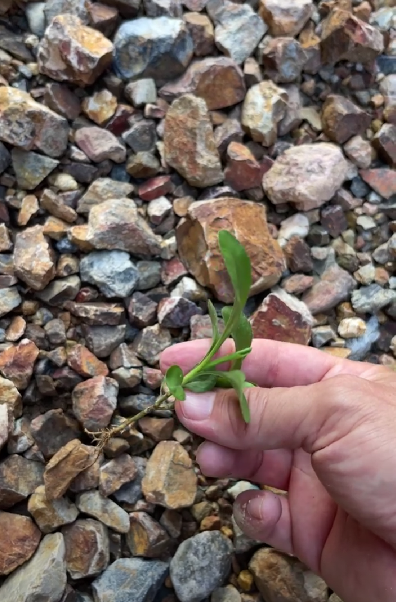 【防草シートの上にも草】生えてもすぐ抜ける！メンテは格段に楽になる！　2022-8-8