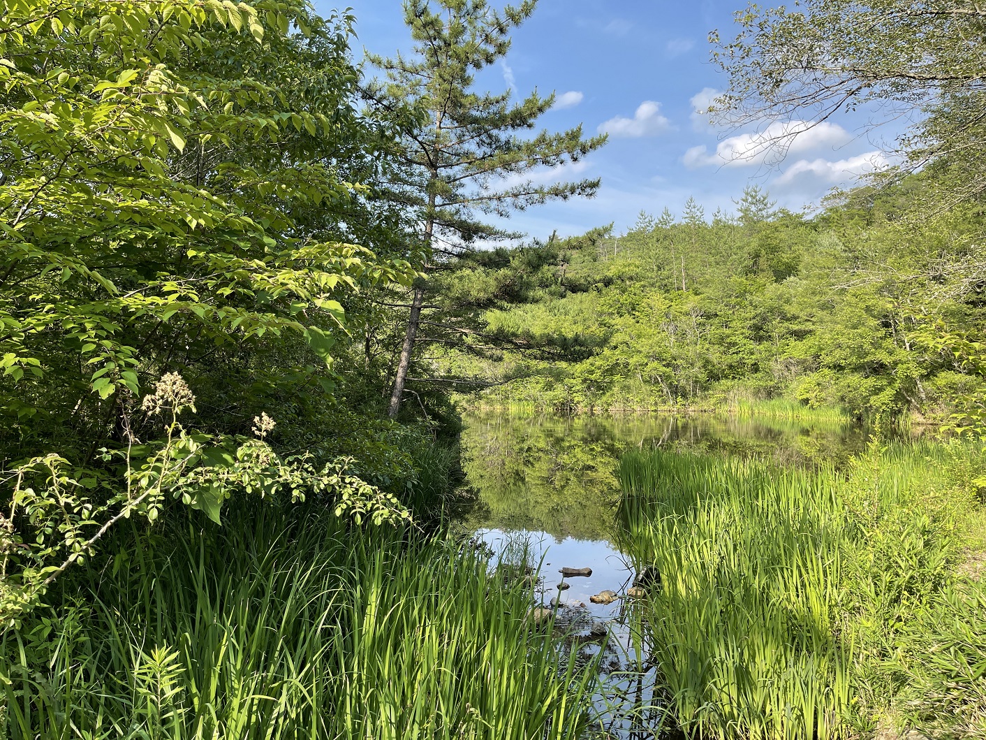 【陶史の森】森の中で水遊びができる素敵な公園に行ってきた！　2022-6-26