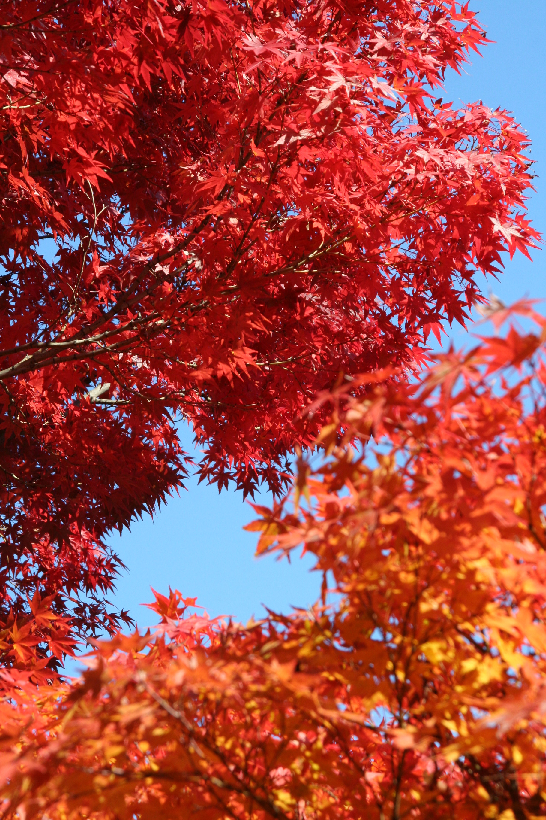 これだけは植えたい 紅葉の素晴らしい庭木ベスト５ 14 11 26 名古屋市守山区の洋風外構 イングリッシュガーデン専門店