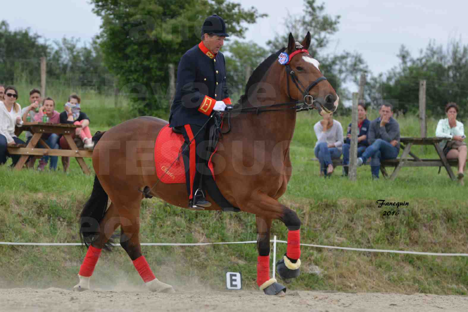 Spectacle de chevaux PRE chez Frédérique VIGNE - 13