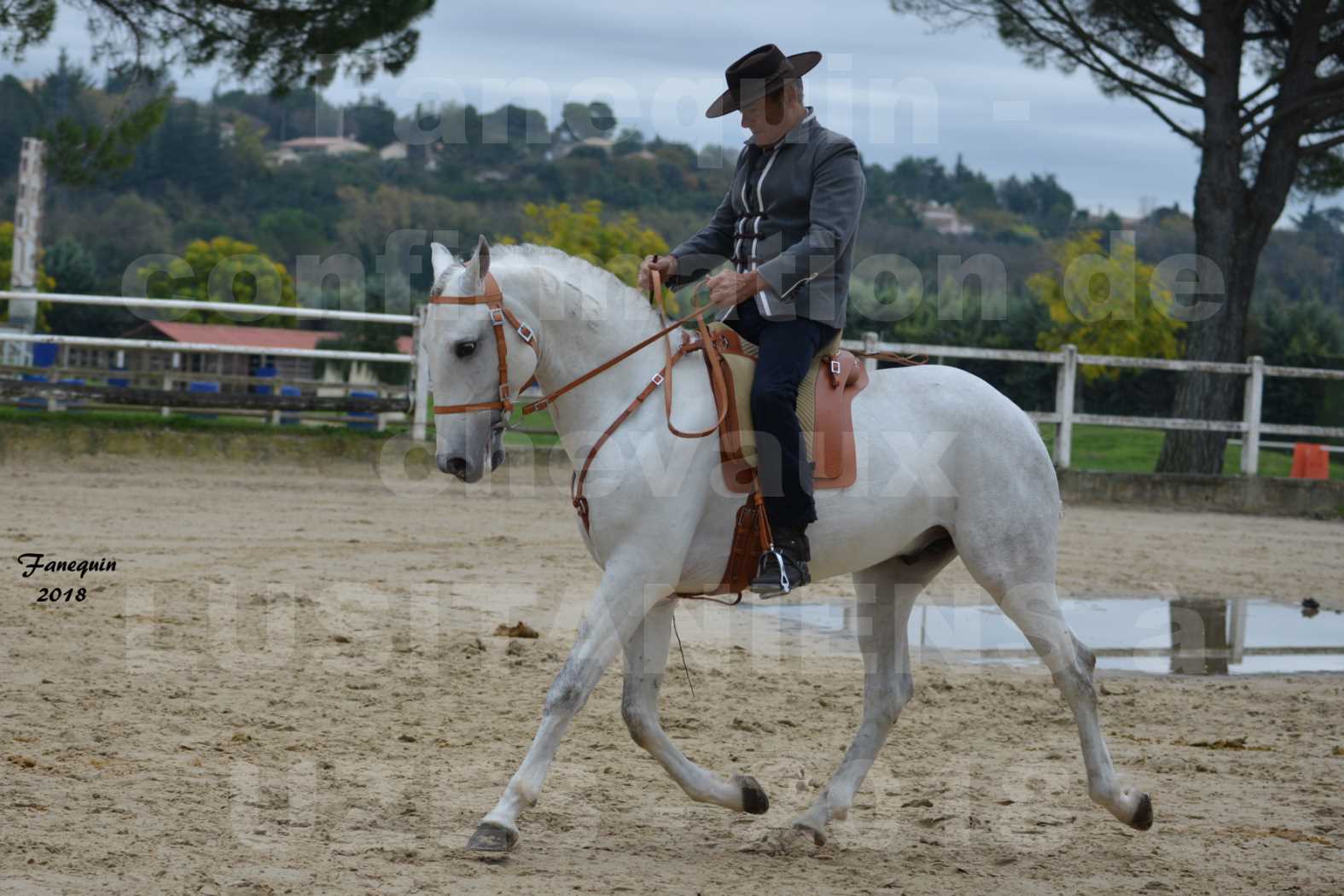 Confirmation de chevaux LUSITANIENS aux Haras d'UZES en novembre 2018 - DON QUICHOTTE DU MOLE - 10