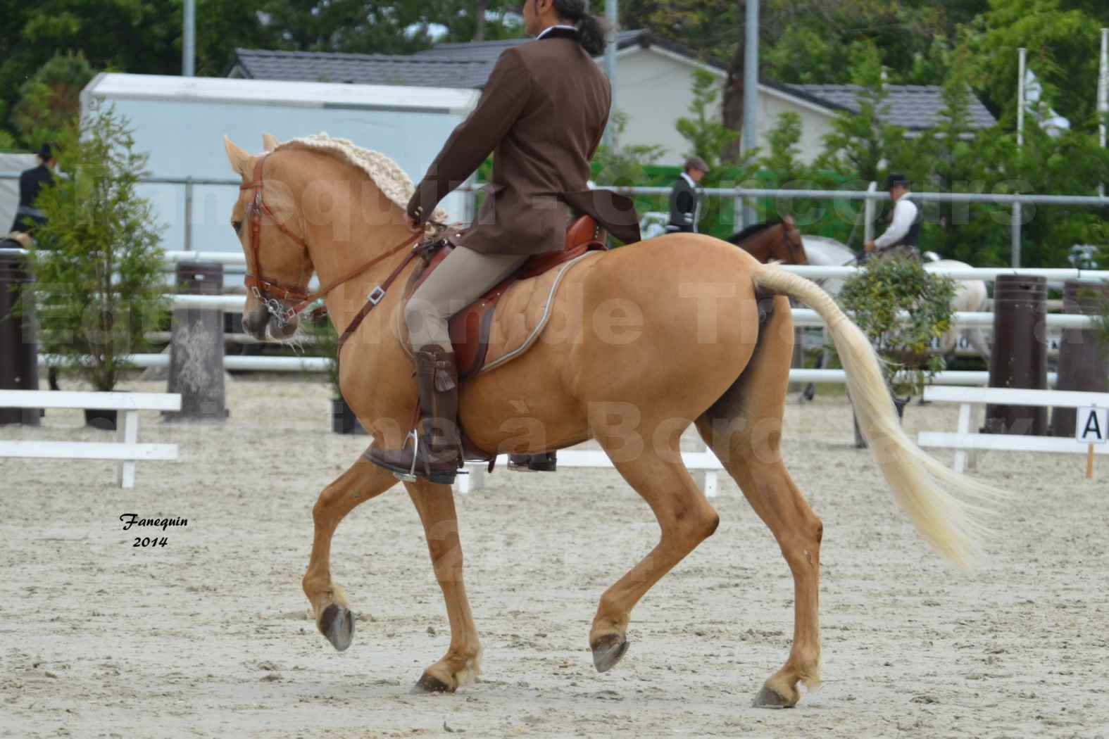 Salon Equitaine de Bordeaux en 2014 - concours Equitation de travail - Épreuve de Dressage - 7