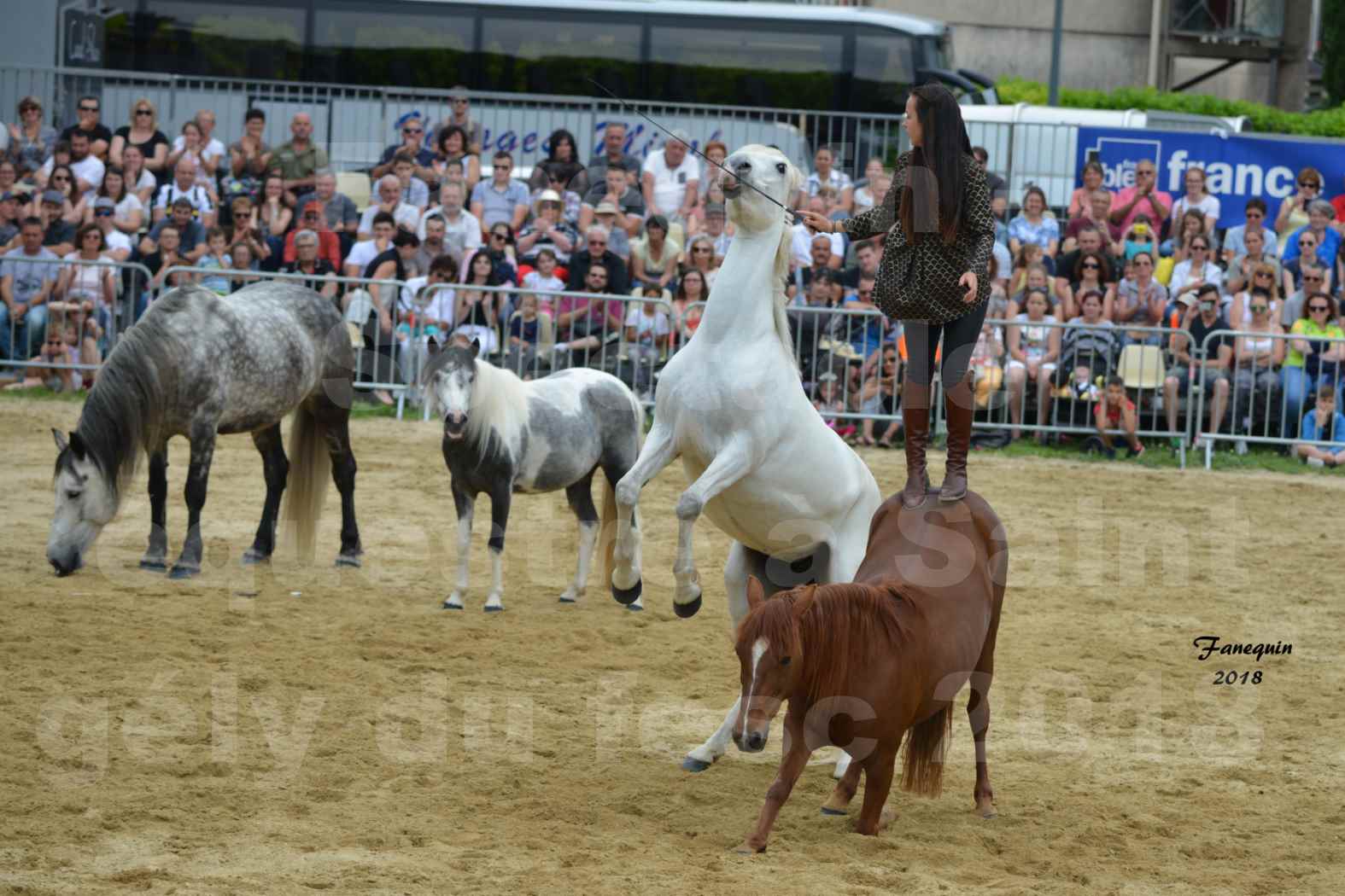 Spectacle Équestre le 3 juin 2018 à Saint Gély du Fesc - 5 chevaux en liberté - Anne Gaëlle BERTHO - 06