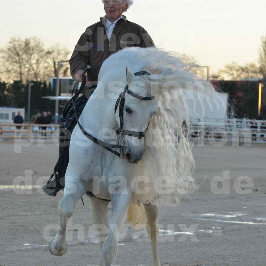 Cheval Passion 2014 - Etalon "GALAN"  blanc écurie Alain LAUZIER - Notre Sélection - 31