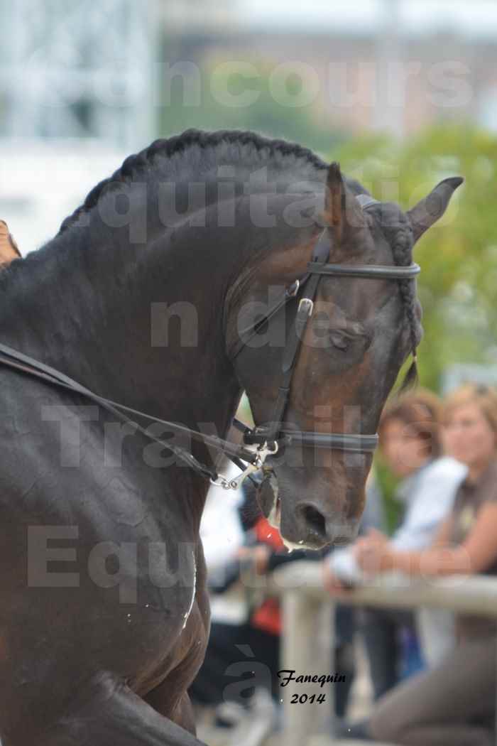 Salon Equitaine Bordeaux 2014 - Portraits de chevaux d'Equitation de travail - 39