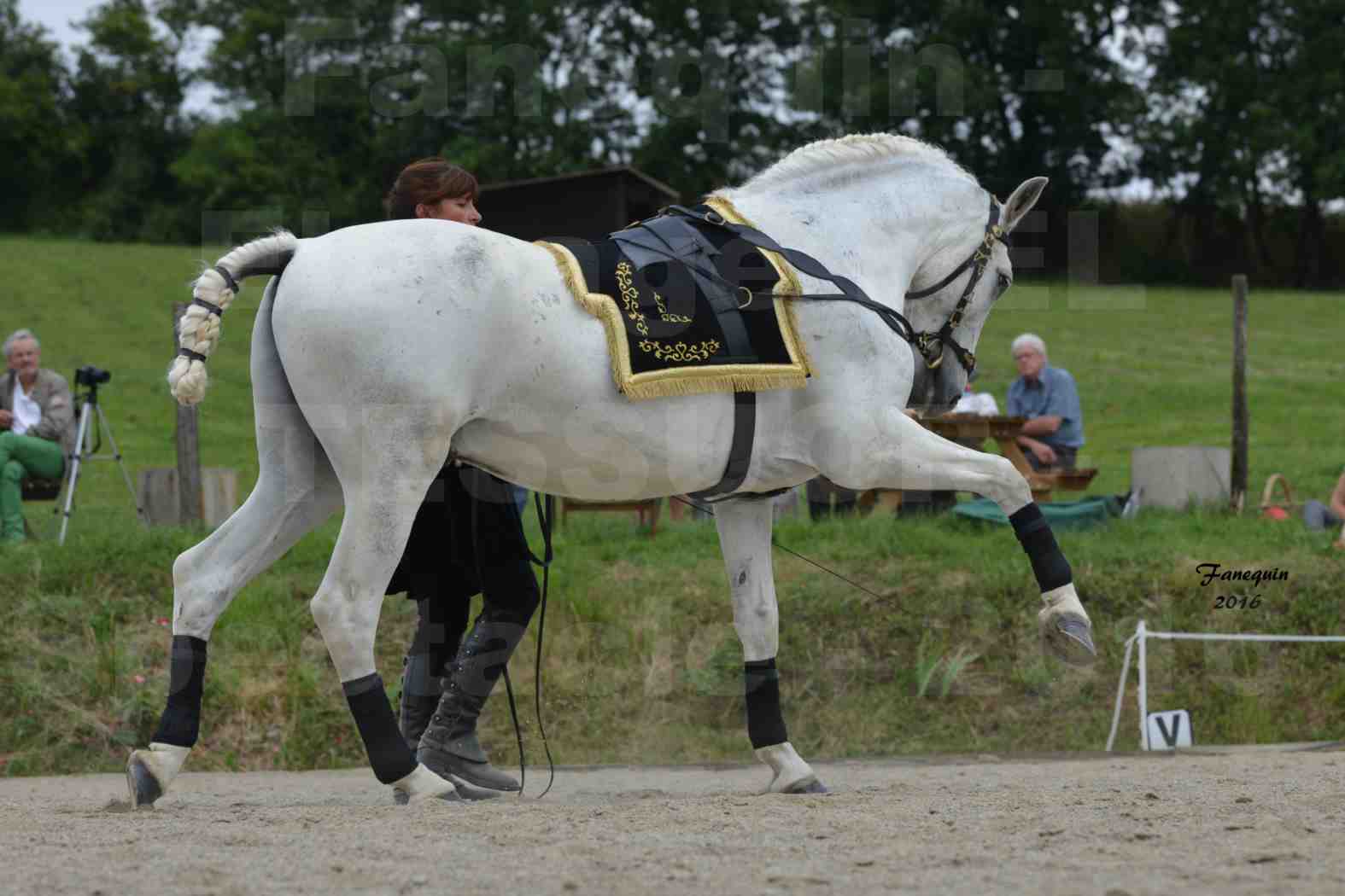 Spectacle de chevaux PRE chez Frédérique VIGNE - 18