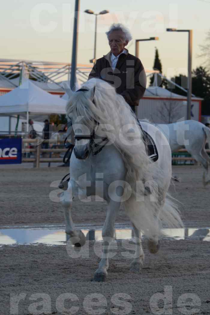 Cheval Passion 2014 - Etalon "GALAN"  blanc écurie Alain LAUZIER - Notre Sélection - 36