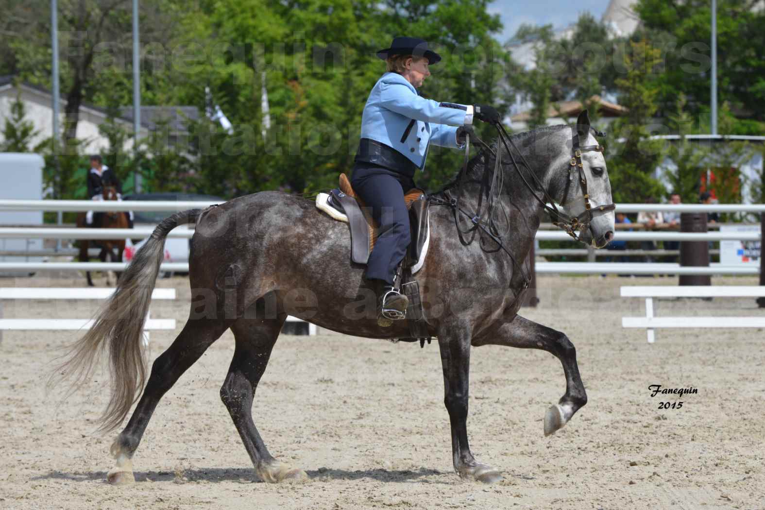 Salon Equitaine de Bordeaux 2015 - Concours d'Equitation de Travail avec chevaux Ibériques - P - 5
