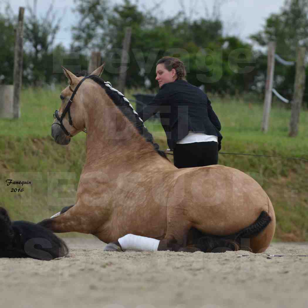 Spectacle de chevaux PRE chez Frédérique VIGNE - 40