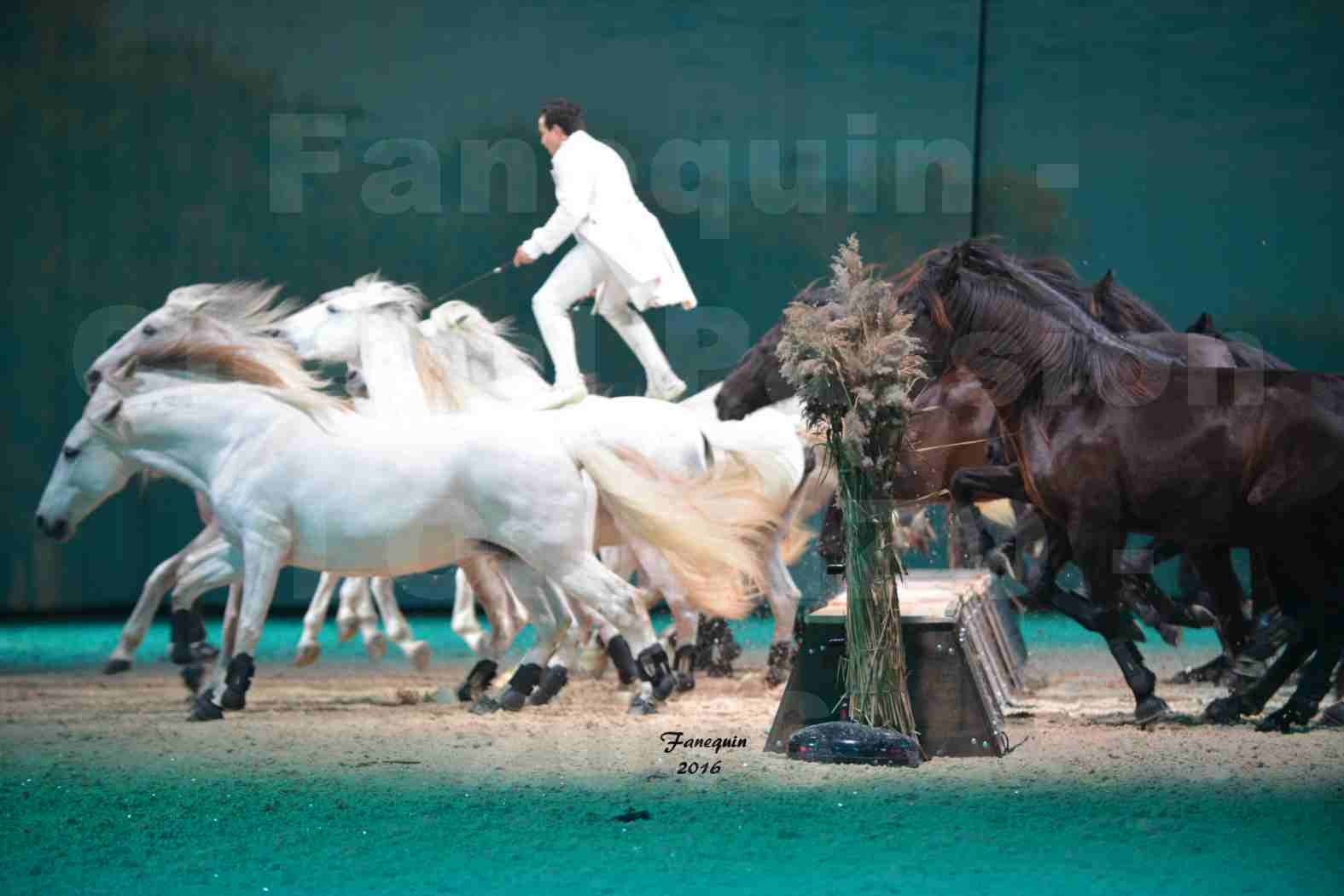 Cheval Passion 2016 - Spectacle les Crinières d'OR - LORENZO "Blanc" - représentation du 20 janvier 2016 - 18