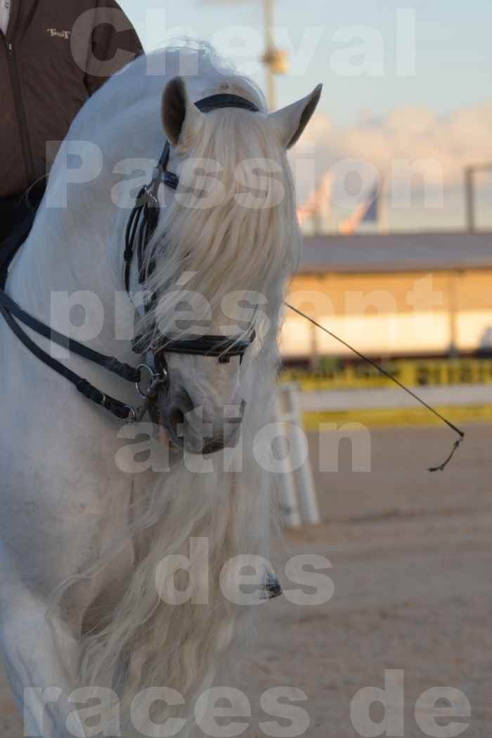 Cheval Passion 2014 - Etalon "GALAN"  blanc écurie Alain LAUZIER - Notre Sélection - Portraits - 01