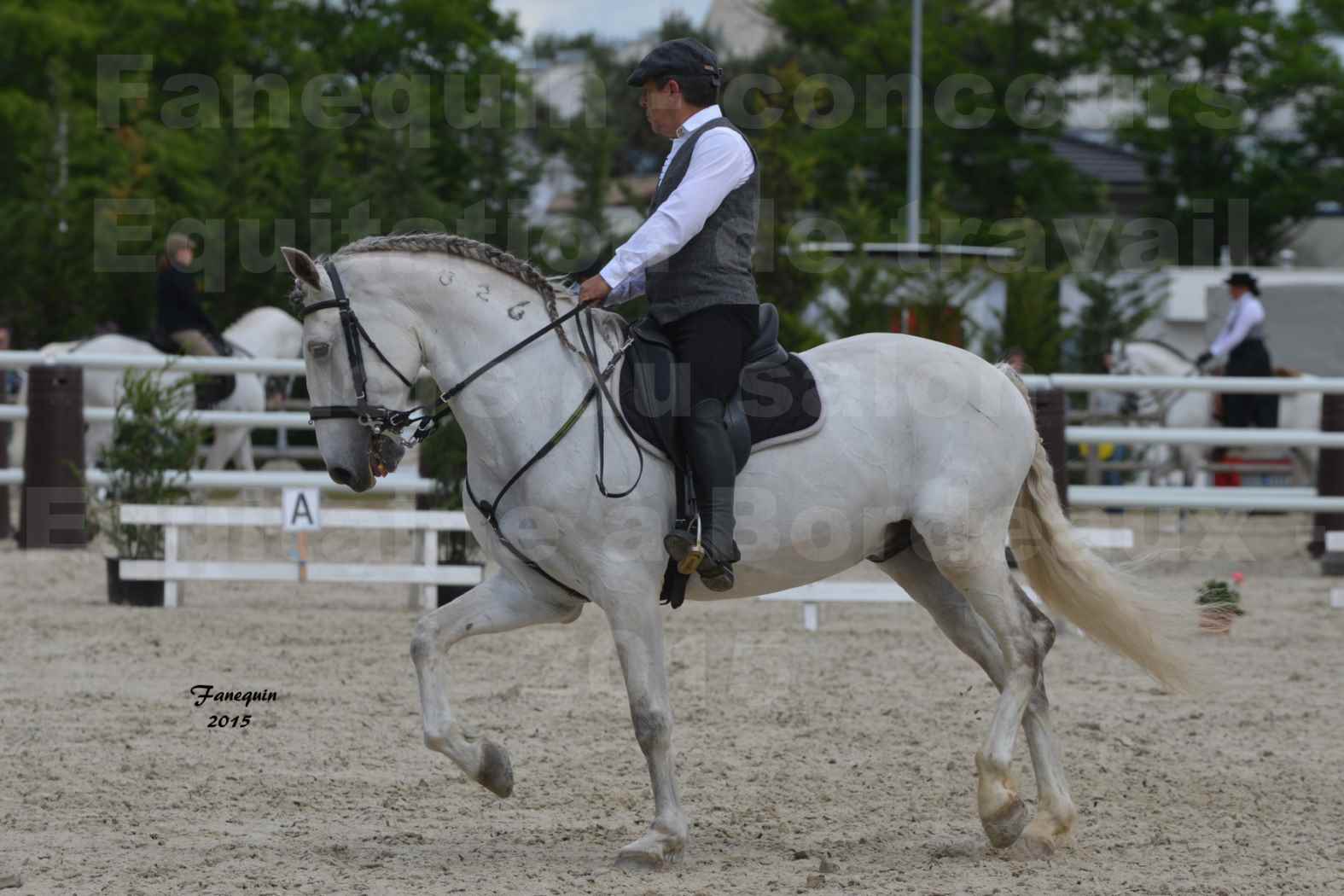 Salon Equitaine de Bordeaux 2015 - Concours d'Equitation de Travail avec chevaux Ibériques - X - 1