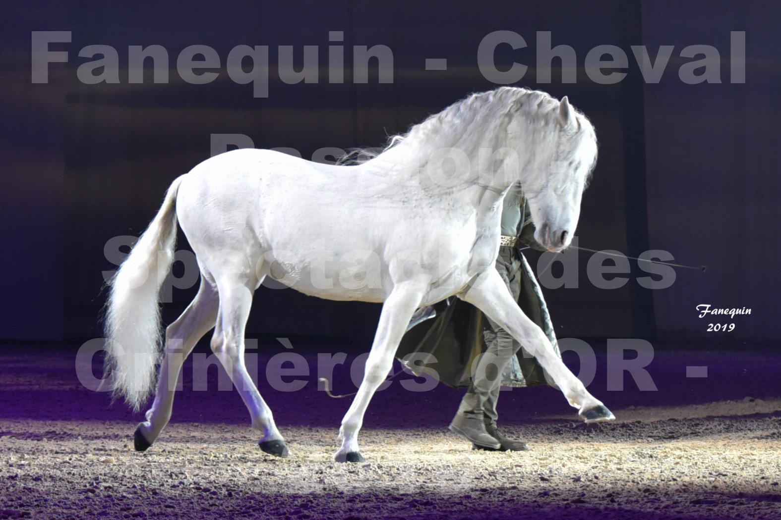 Cheval Passion 2019 - Spectacle des CRINIÈRES d'OR - Frédéric PIGNON & Cheval Gris en liberté - 5