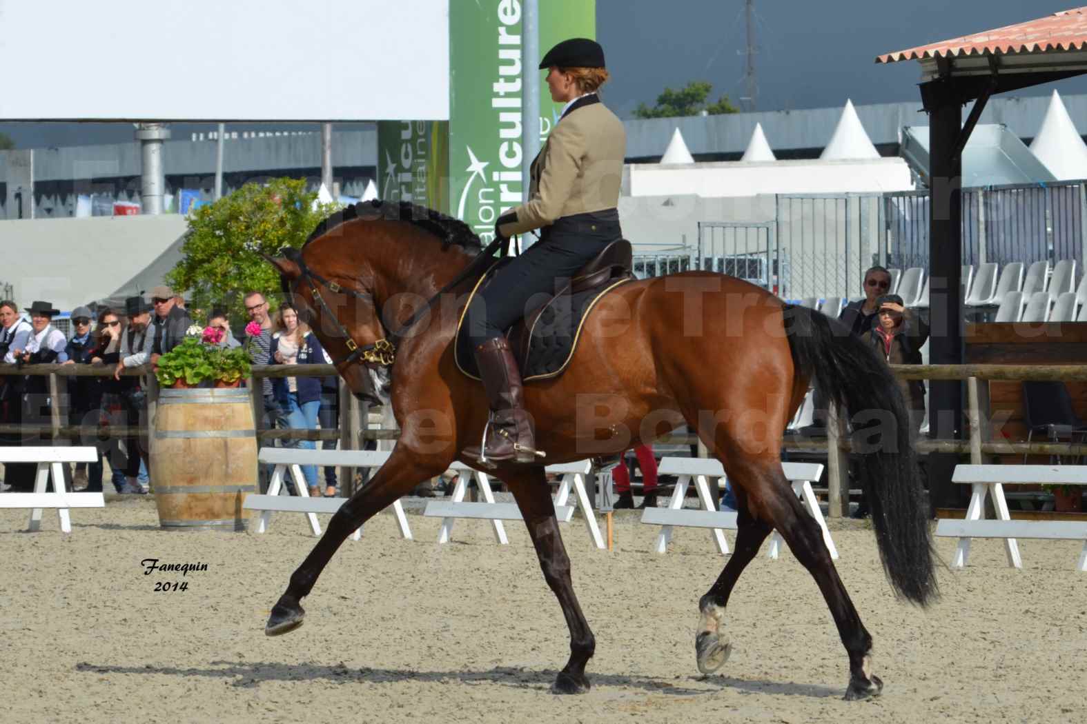 Salon Equitaine de Bordeaux en 2014 - concours Equitation de travail - Épreuve de Dressage - 06