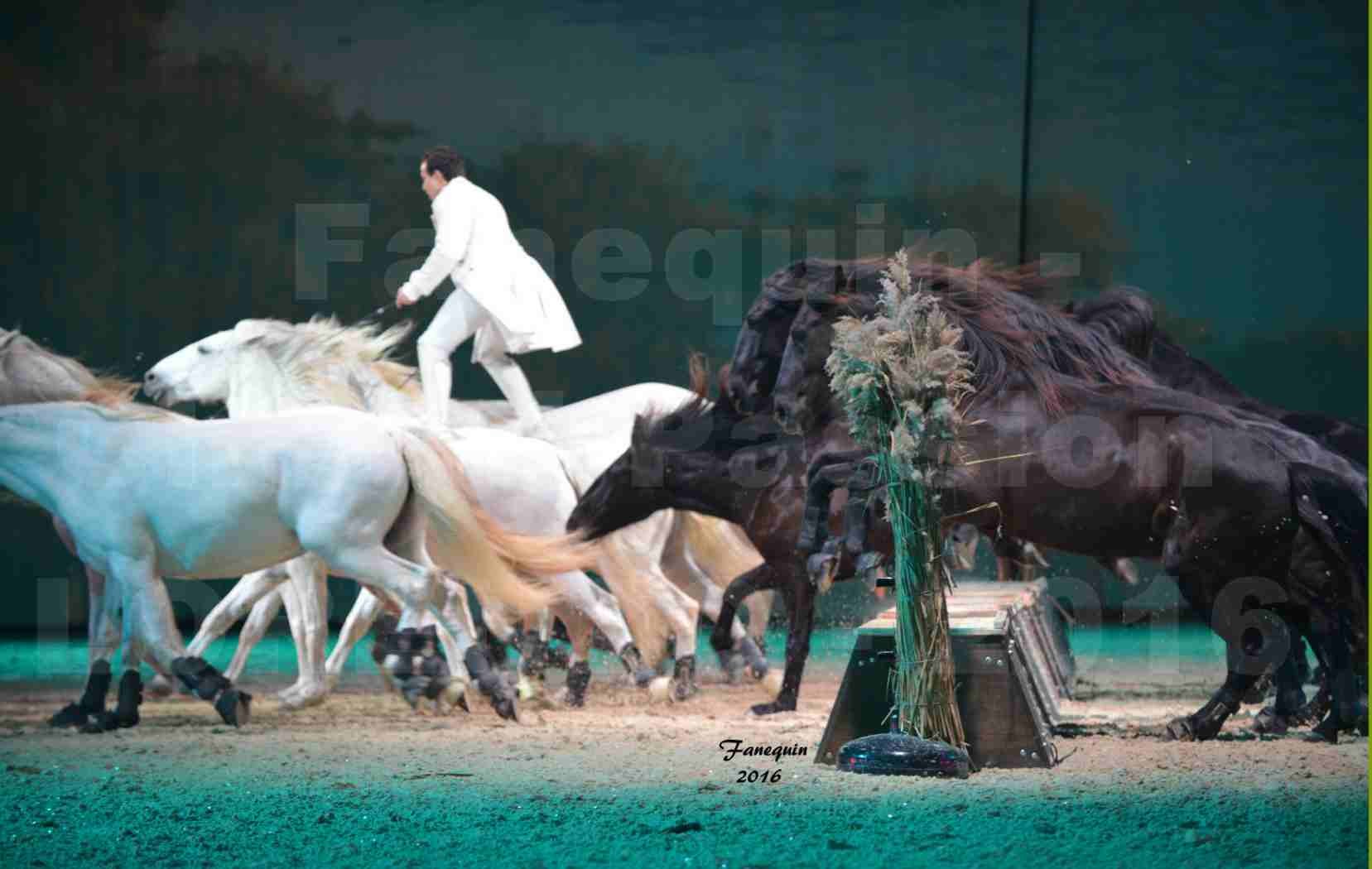 Cheval Passion 2016 - Spectacle les Crinières d'OR - LORENZO "Blanc" - représentation du 20 janvier 2016 - 19