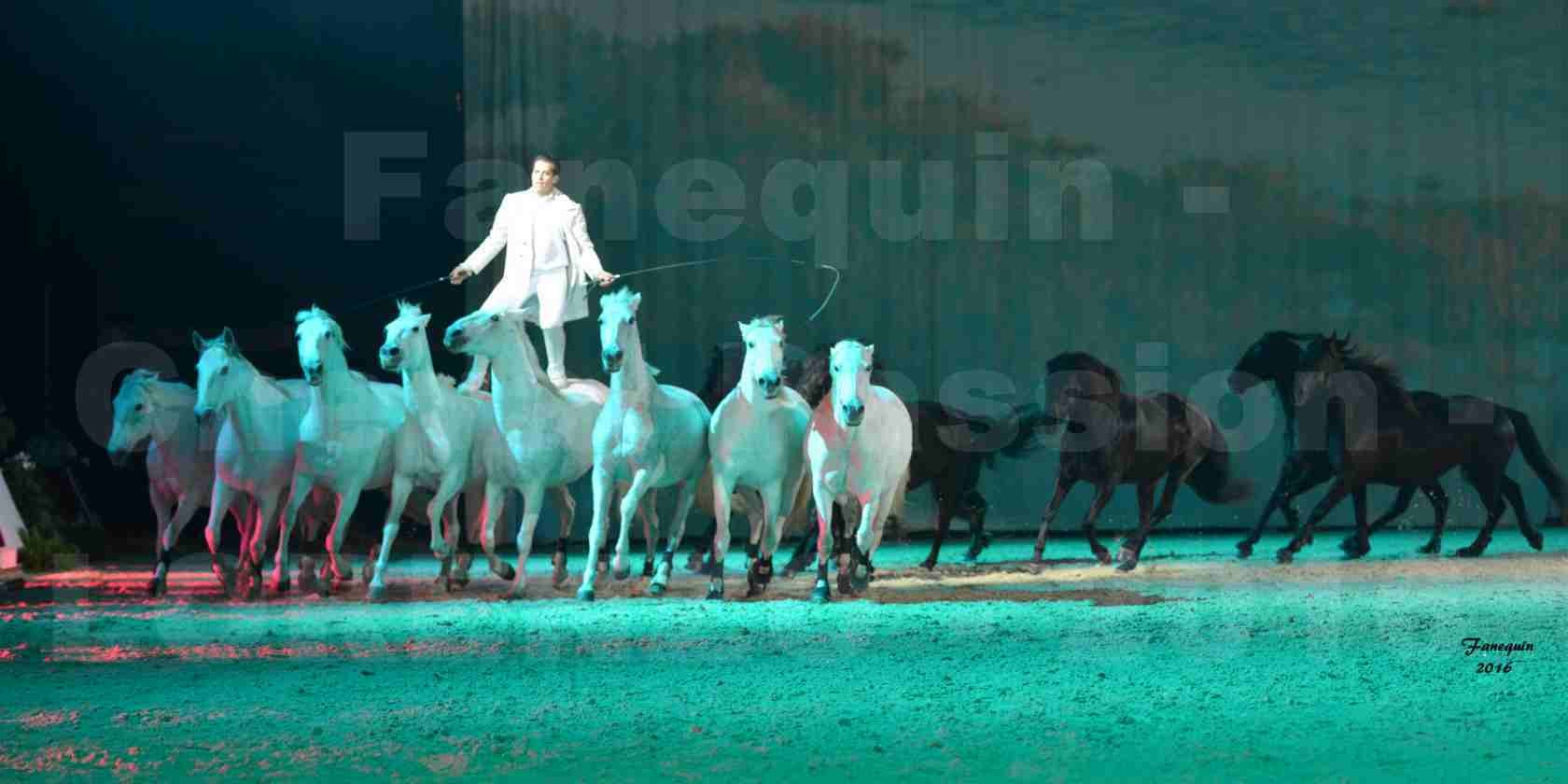 Cheval Passion 2016 - Spectacle les Crinières d'OR - LORENZO "Blanc" - représentation du 23 janvier 2016 - 22