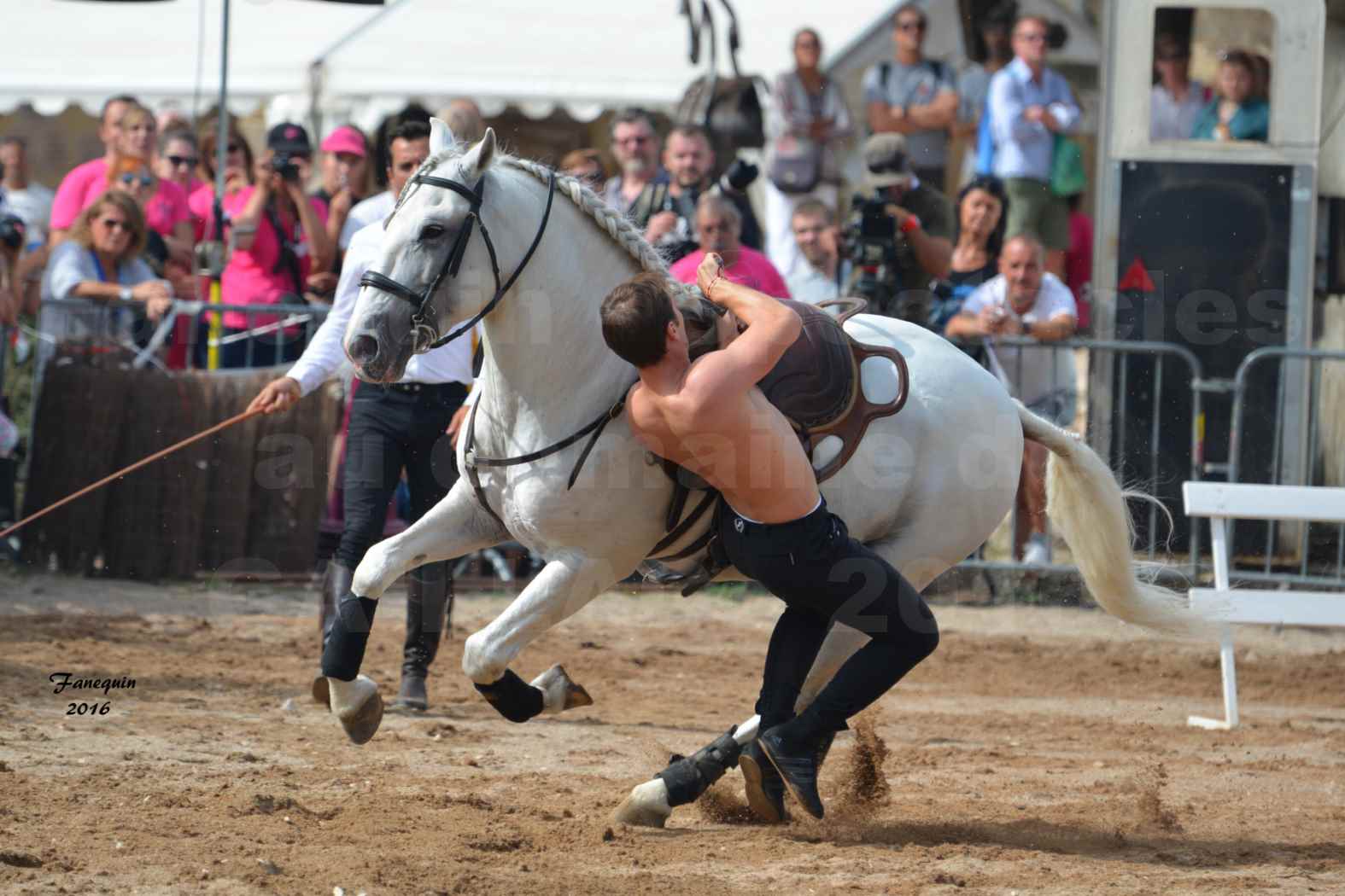 Spectacle équestre le 3 Septembre 2016 au Domaine de GAILLAC - voltige équestre avec la famille HASTALUEGO - 02