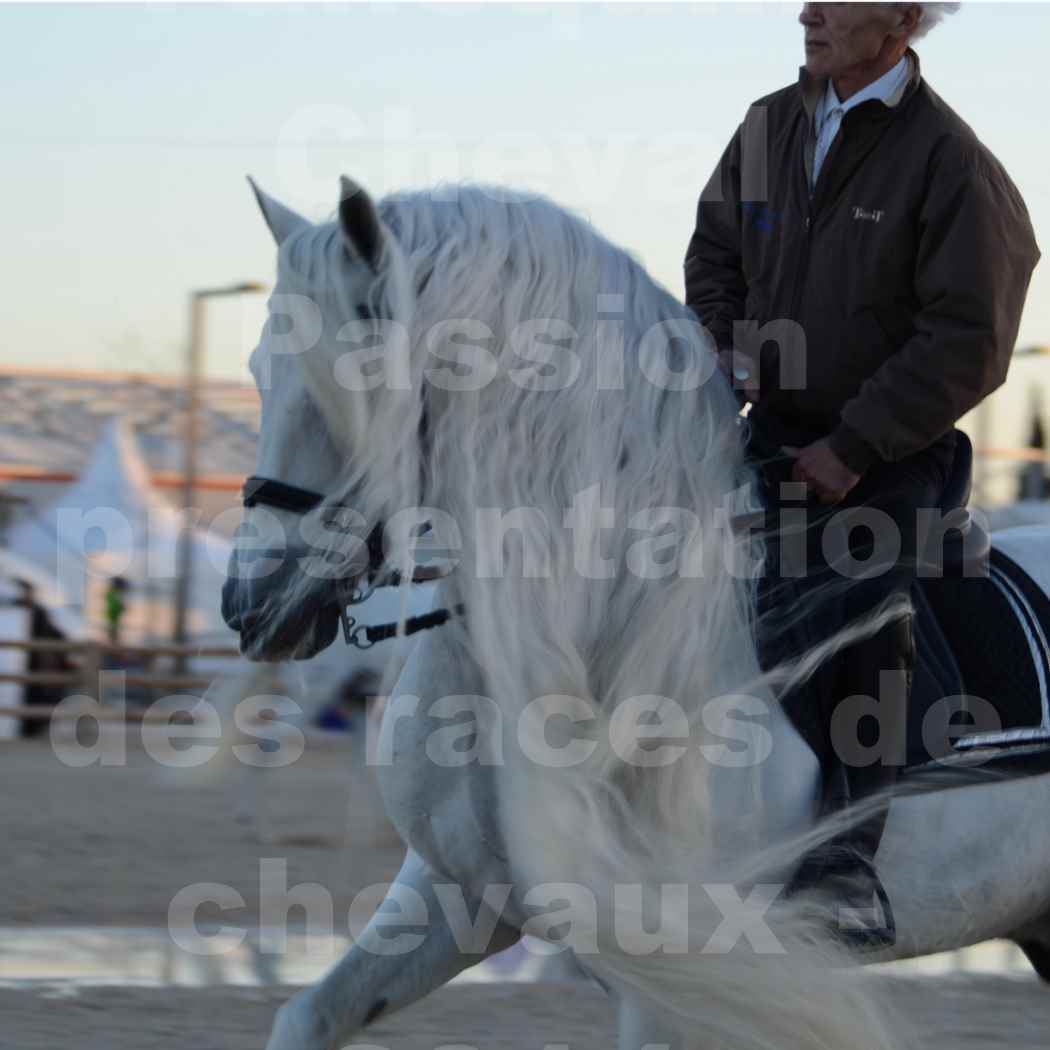 Cheval Passion 2014 - Etalon "GALAN"  blanc écurie Alain LAUZIER - Notre Sélection - Portraits - 11