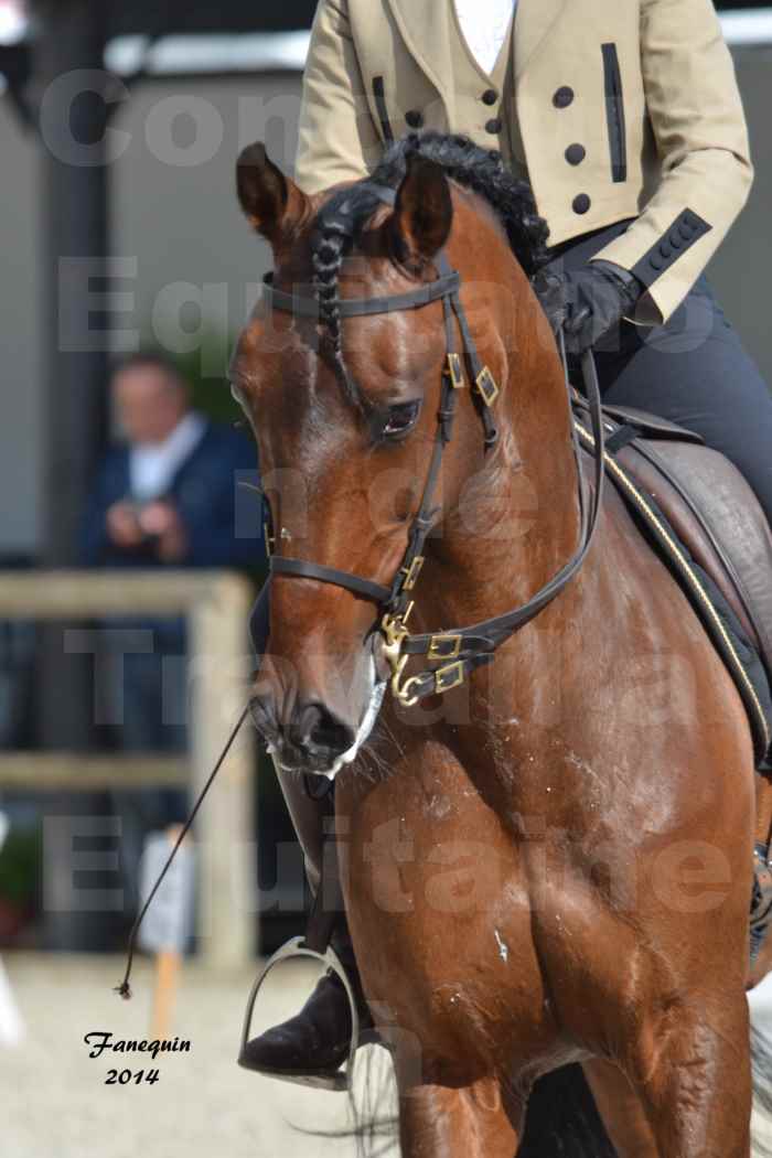 Salon Equitaine Bordeaux 2014 - Portraits de chevaux d'Equitation de travail - 63