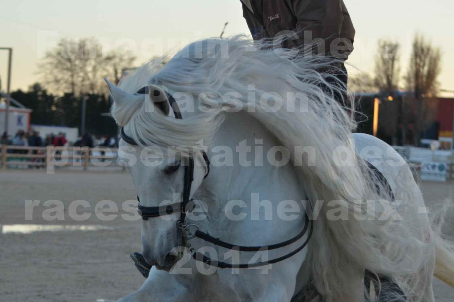 Cheval Passion 2014 - Etalon "GALAN"  blanc écurie Alain LAUZIER - Notre Sélection - Portraits - 08