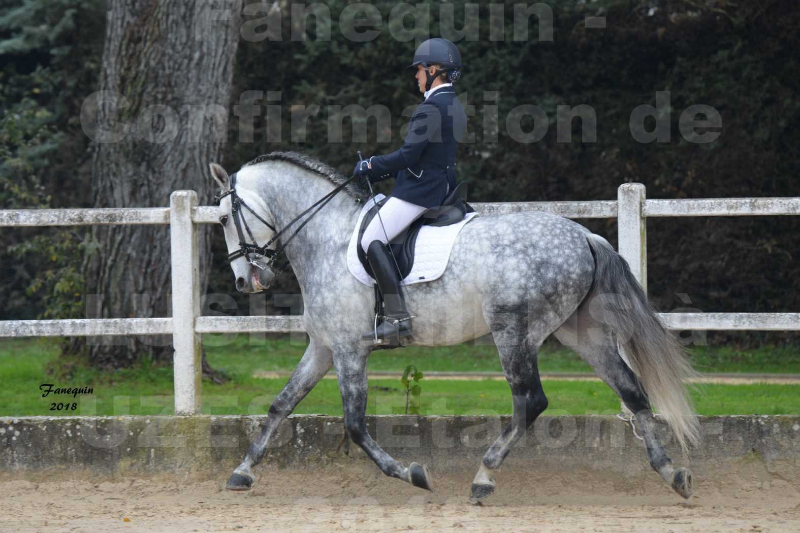 Confirmation de chevaux LUSITANIENS aux Haras d'UZES en novembre 2018 - GUSTAVO - 12