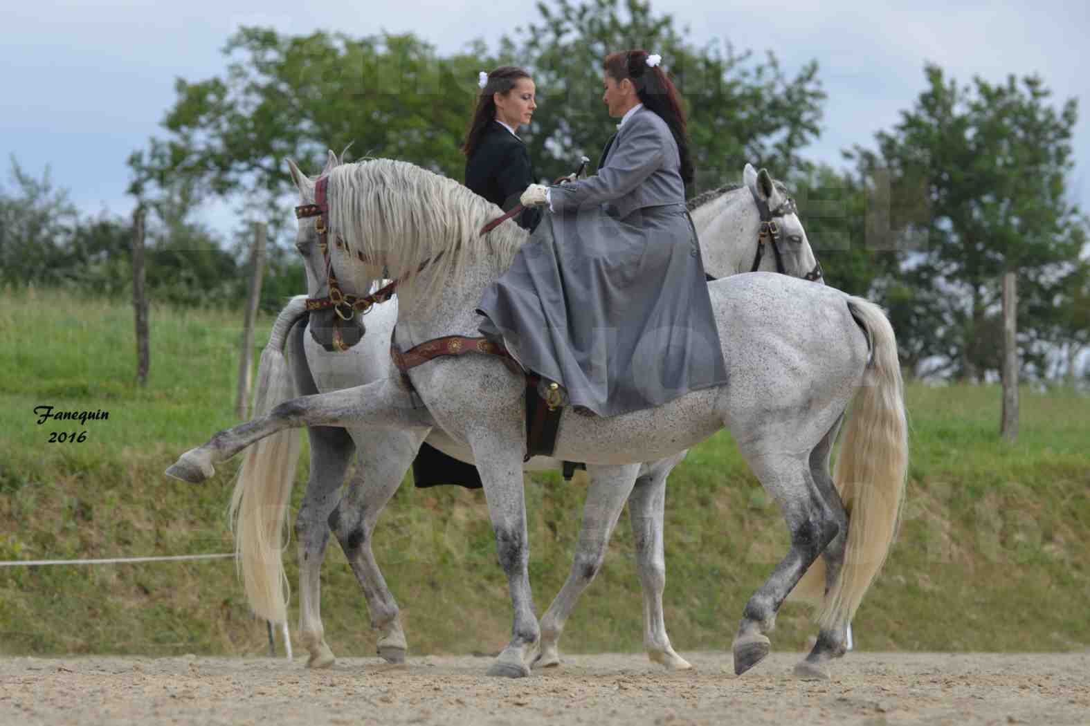 Spectacle de chevaux PRE chez Frédérique VIGNE - 24