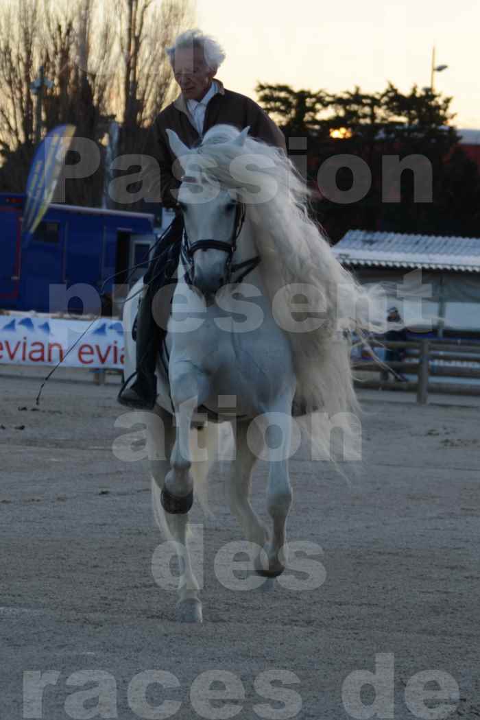 Cheval Passion 2014 - Etalon "GALAN"  blanc écurie Alain LAUZIER - Notre Sélection - 40