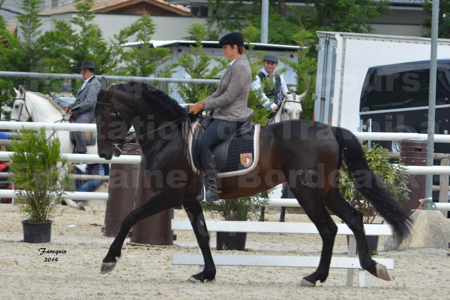 Salon Equitaine de Bordeaux en 2014 - concours Equitation de travail - Épreuve de Dressage - 10