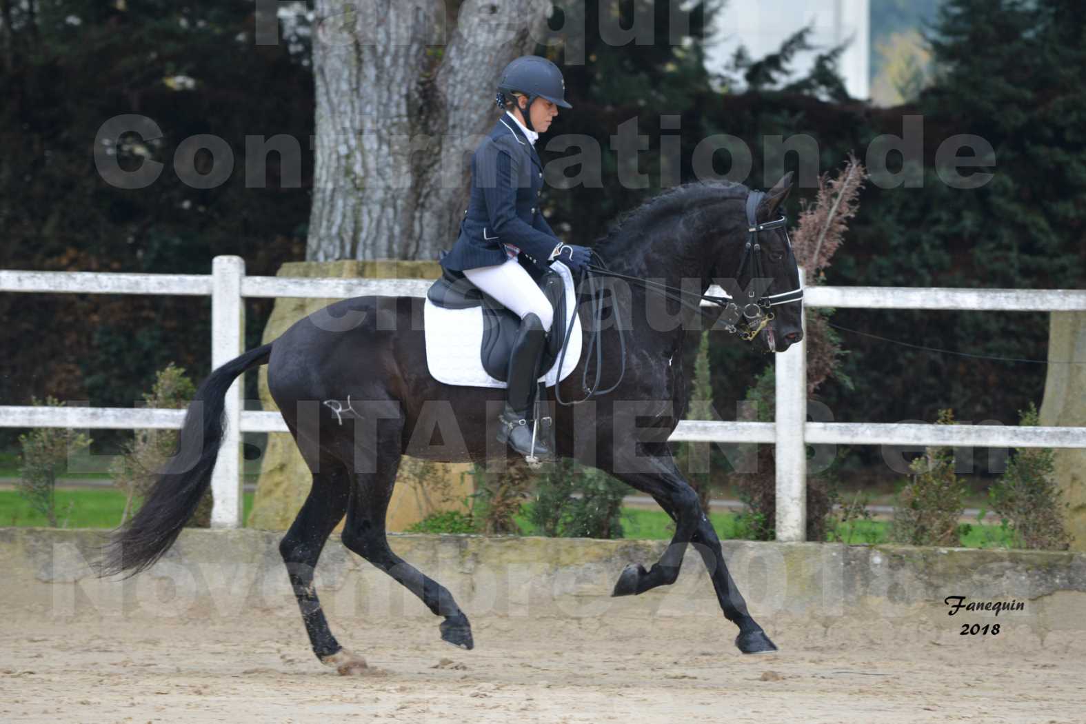 Confirmation de chevaux LUSITANIENS aux Haras d'UZES en novembre 2018 - Étalons - GUADALQUIVIR - 12