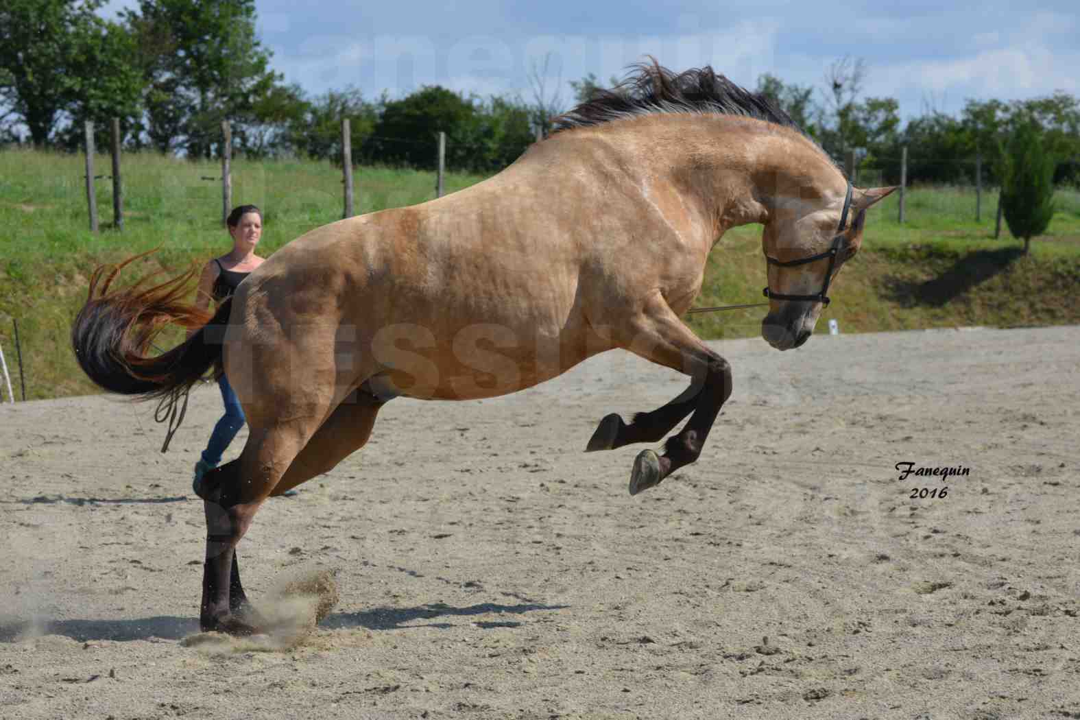 Spectacle de chevaux PRE chez Frédérique VIGNE - 34