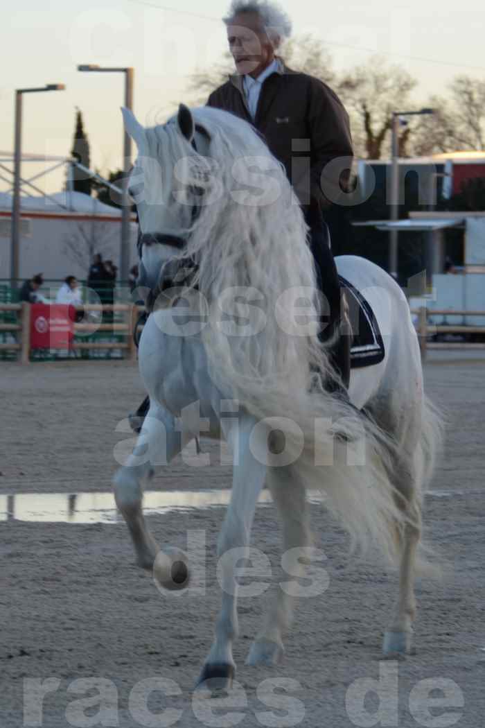 Cheval Passion 2014 - Etalon "GALAN"  blanc écurie Alain LAUZIER - Notre Sélection - 41