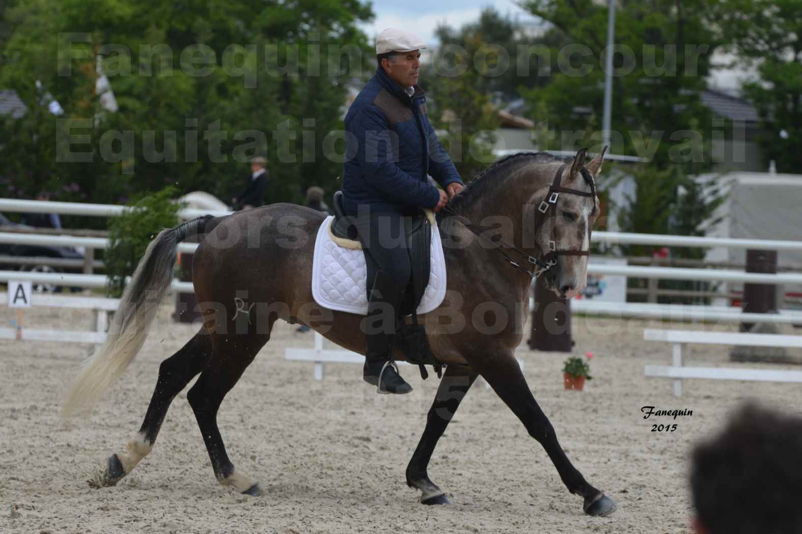 Salon Equitaine de Bordeaux 2015 - Concours d'Equitation de Travail avec chevaux Ibériques - L - 08