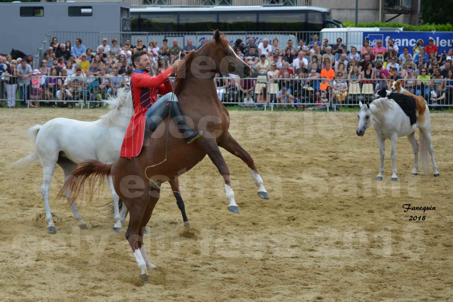 Spectacle Équestre le 3 juin 2018 à Saint Gély du Fesc - Chevaux en liberté - SANTI SERRA - 5