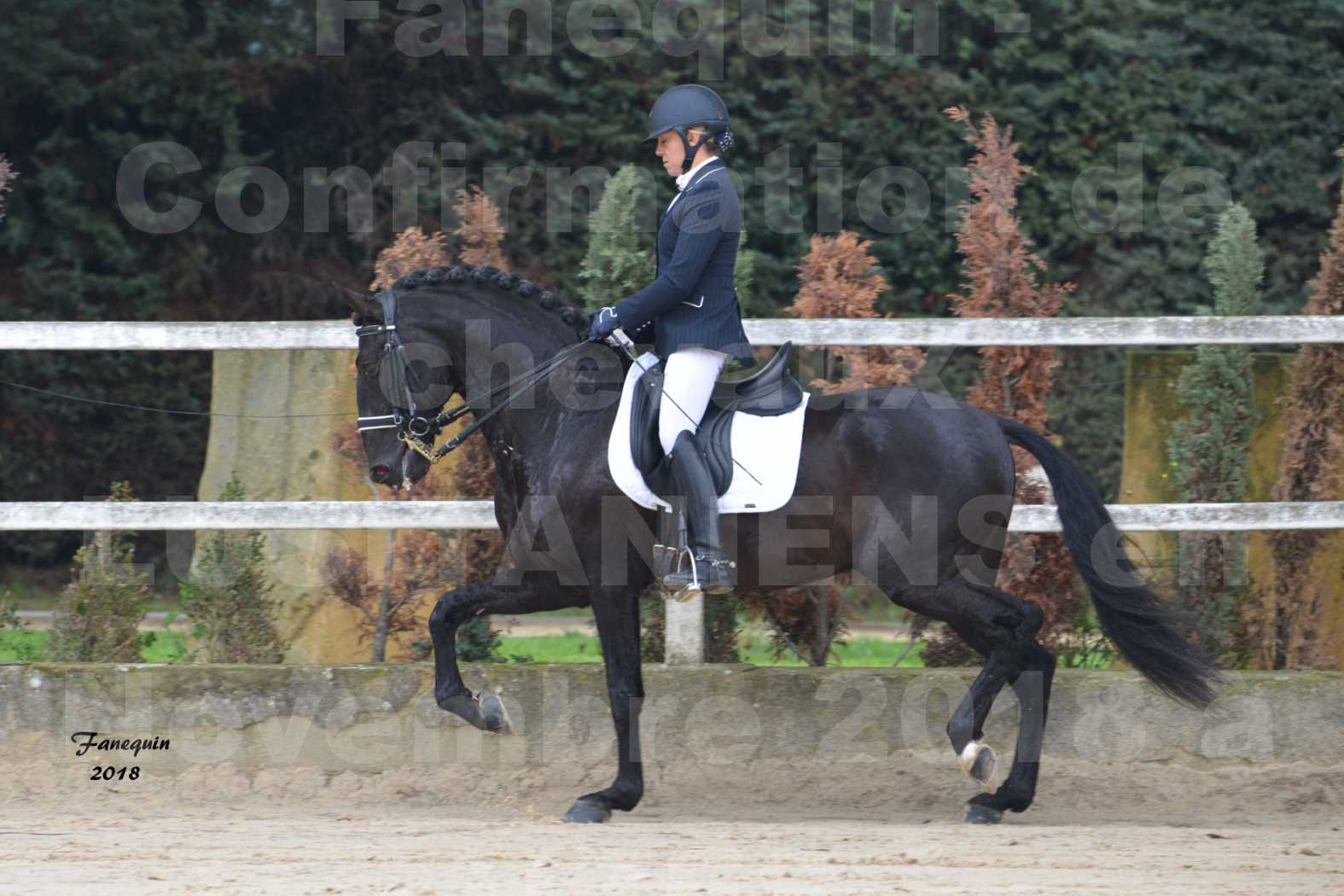 Confirmation de chevaux LUSITANIENS aux Haras d'UZES en novembre 2018 - Étalons - GUADALQUIVIR - 01