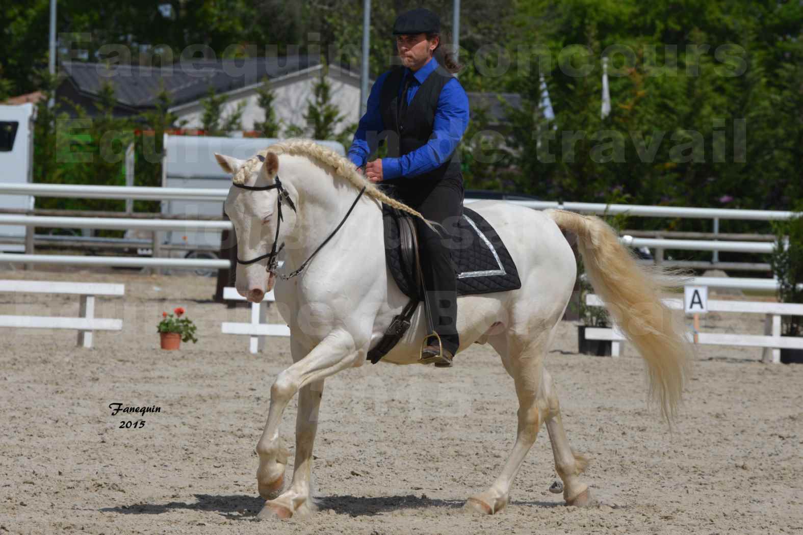 Salon Equitaine de Bordeaux 2015 - Concours d'Equitation de Travail avec chevaux Ibériques - B - 6