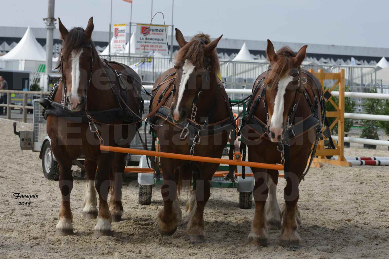Salon Equitaine de Bordeaux 2015 - Démonstration d'attelage à 3 chevaux de front - 01