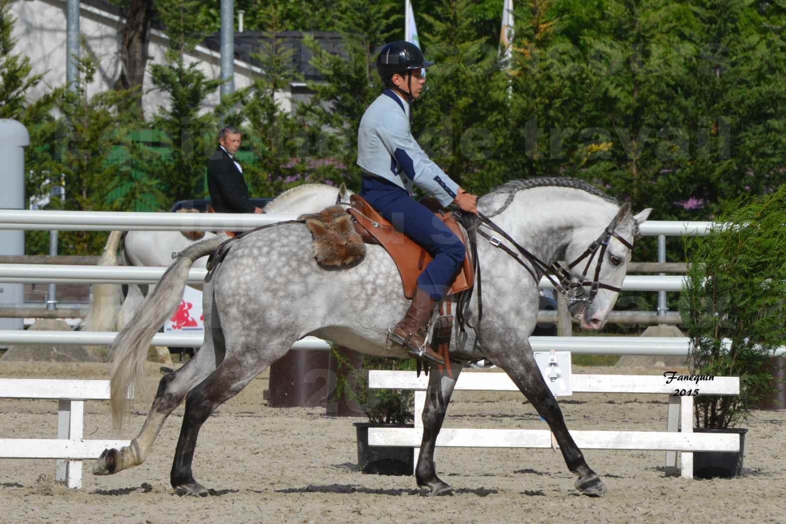 Salon Equitaine de Bordeaux 2015 - Concours d'Equitation de Travail avec chevaux Ibériques - S - 8
