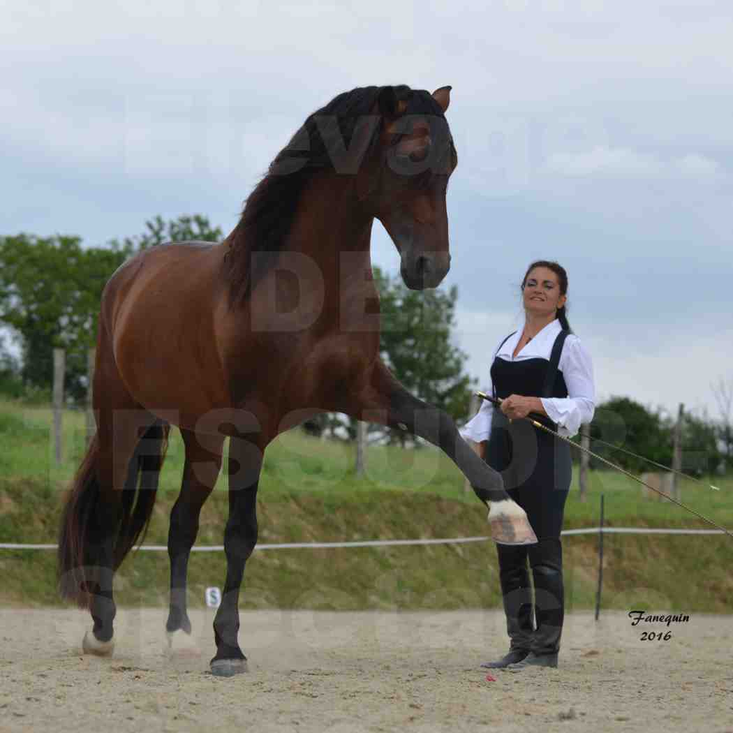 Spectacle de chevaux PRE chez Frédérique VIGNE - 01