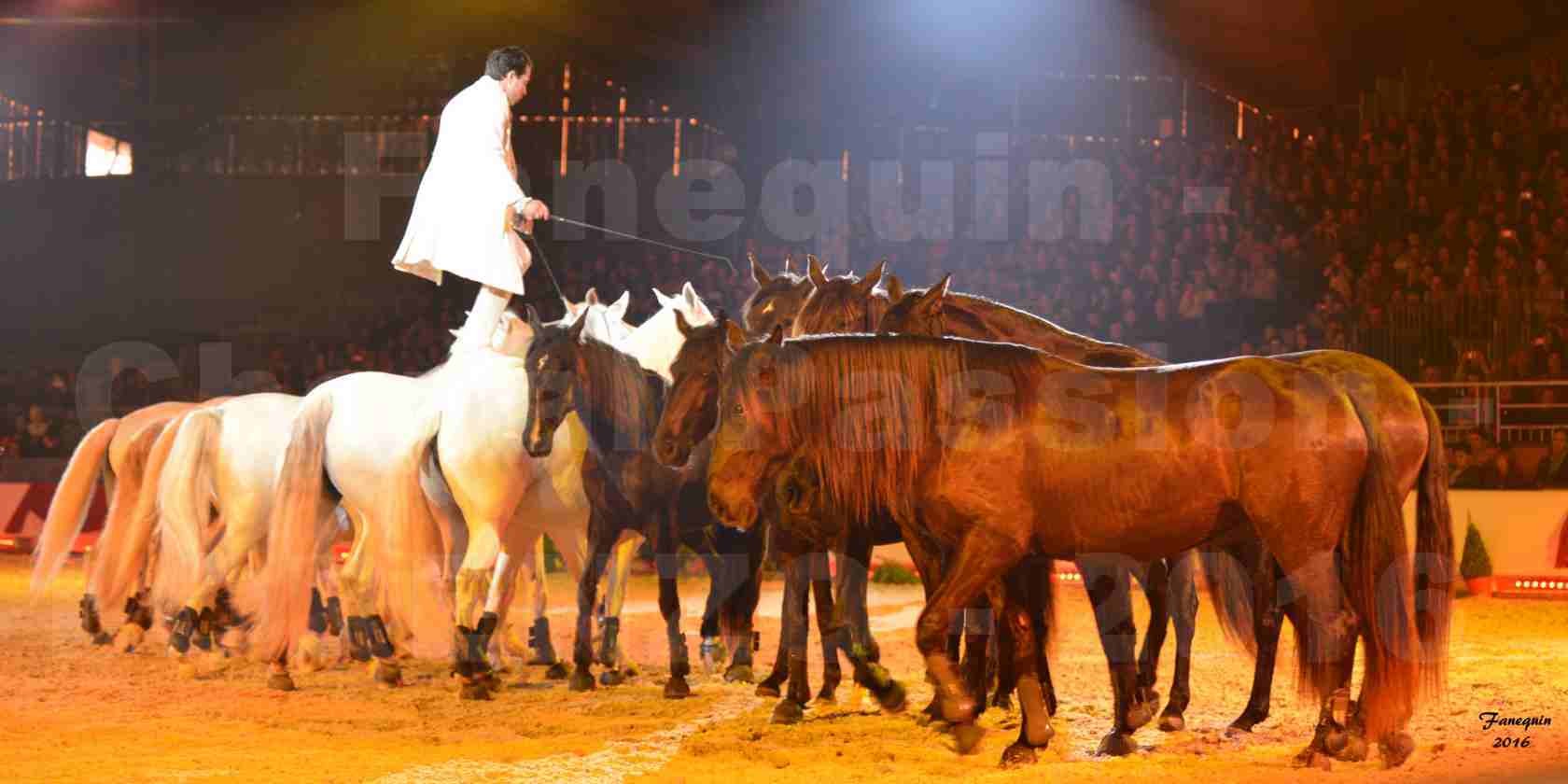 Cheval Passion 2016 - Spectacle les Crinières d'OR - LORENZO "Blanc" - représentation du 23 janvier 2016 - 26