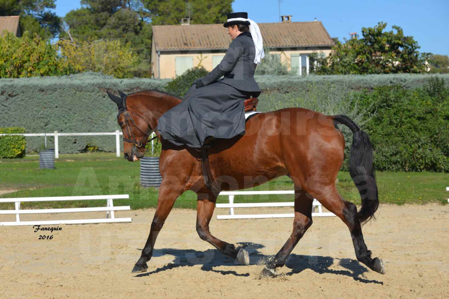 Concours Élégance d'Amazone au Haras d'UZES en Octobre 2016 - Véronique BOURGEON - 07